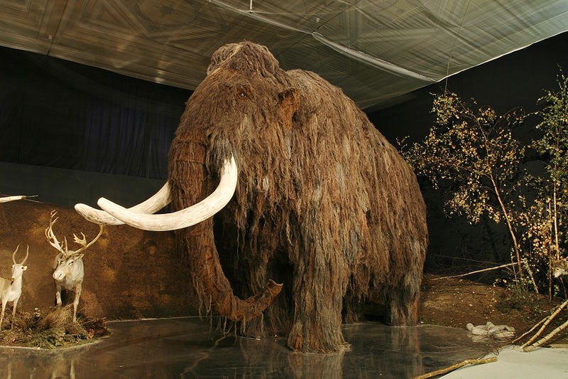 Mamut během výstavy Lovci mamutů v Národním muzeu v Praze, rok 2007. Autor fotografie: Petr Novák, Wikipedie. 800px-Lovci_mamutu_mammoth